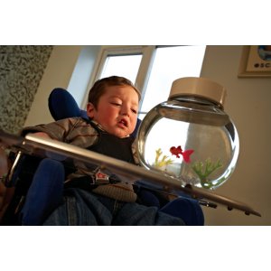 Fincredible Pet Fish