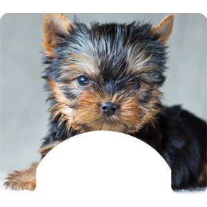 Dog Themed Wheelchair Trays