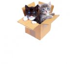 Cat Themed Wheelchair Trays
