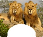 Wild Cat Themed Wheelchair Trays