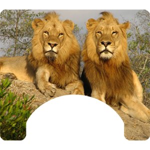 Wild Cat Themed Wheelchair Trays