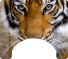 Wild Cat Themed Wheelchair Trays