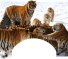 Wild Cat Themed Wheelchair Trays