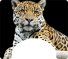 Wild Cat Themed Wheelchair Trays