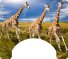 Giraffe Themed Wheelchair Trays