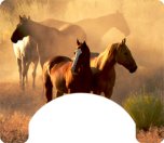 Horse Themed Wheelchair Trays
