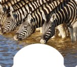 Zebra Themed Wheelchair Trays