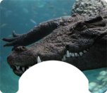 Reptile Themed Wheelchair Trays
