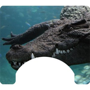 Reptile Themed Wheelchair Trays
