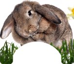 Rabbit Themed Wheelchair Trays