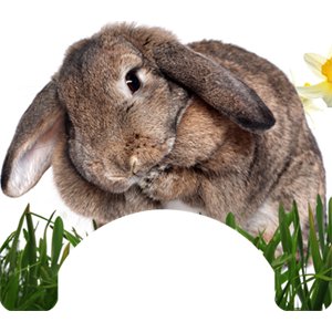 Rabbit Themed Wheelchair Trays