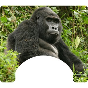 Monkey Themed Wheelchair Trays