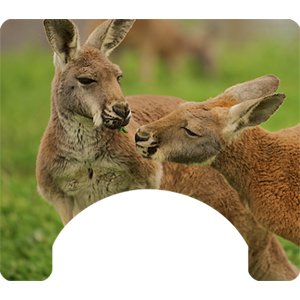 Marsupial Themed Wheelchair Trays
